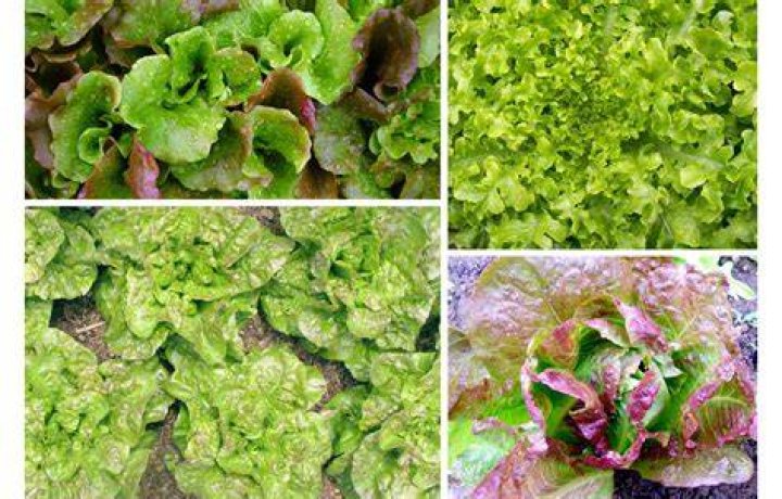 Is lettuce high in magnesium?