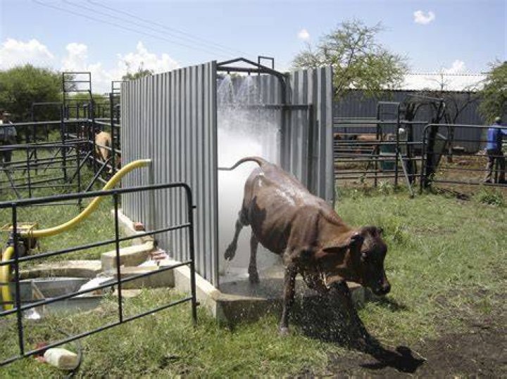 Is lime safe for livestock?