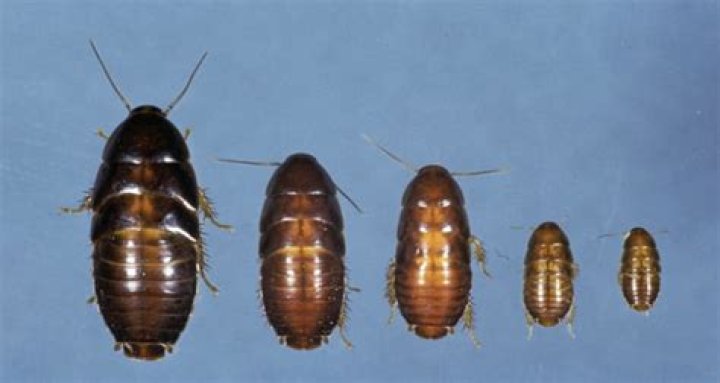 Is lobster a sea cockroach?