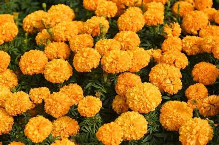 Is Marigold used for pooja?