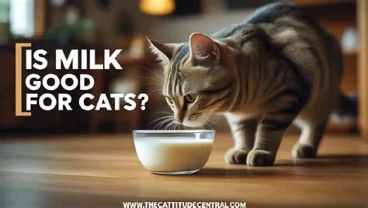 Is milk good for cats?