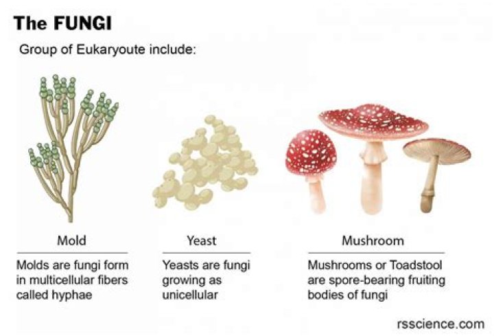Is mold a fungus or bacteria?