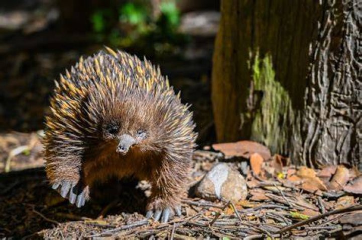 Is Niffler a echidna?