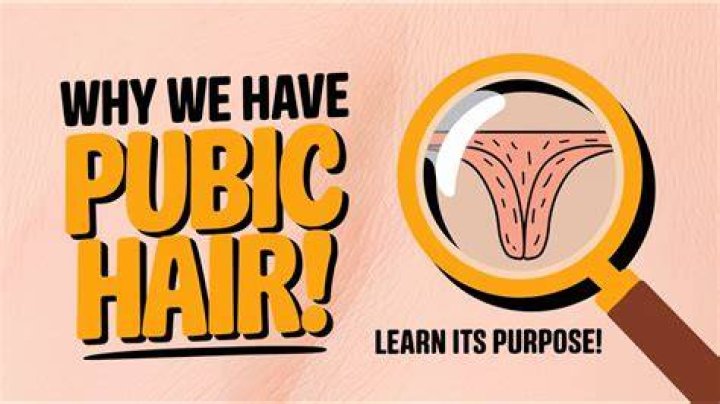 Is pubic hair important?