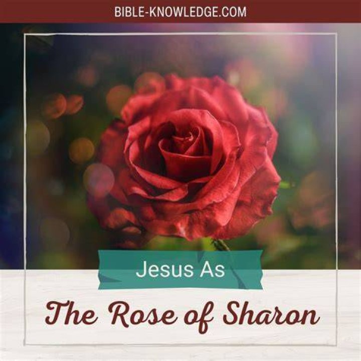 Is rose of sharon good for birds?