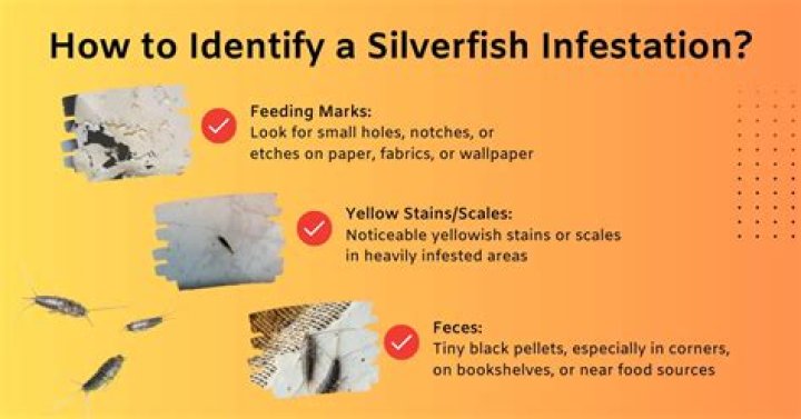 Is seeing one or two silverfish mean an infestation?