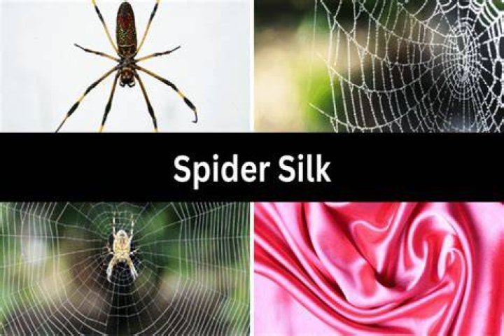 Is spider silk expensive?
