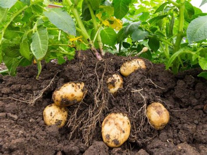 Is there a potato shortage 2021?