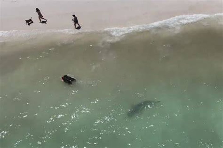 Is there sharks at Cocoa Beach?