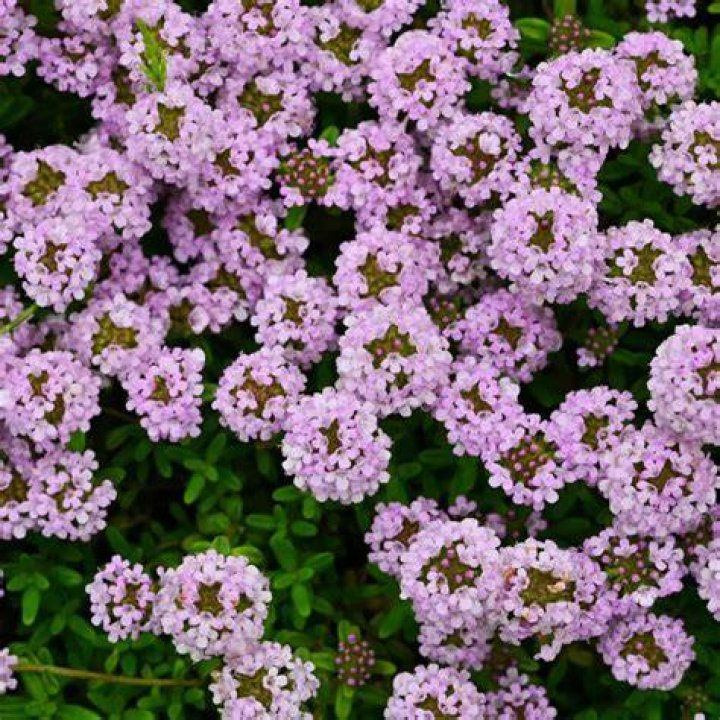 Is thyme good for bees?