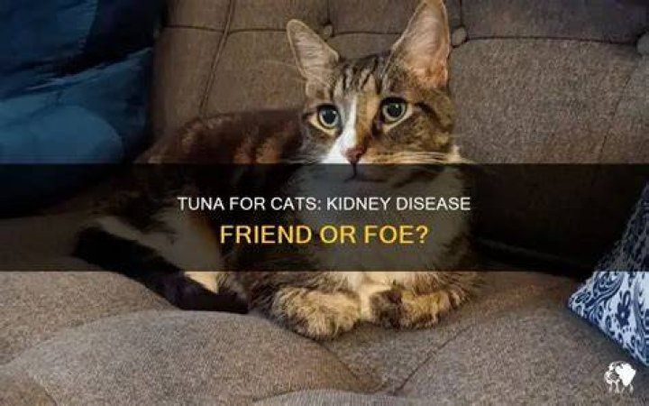 Is tuna good for cats with kidney disease?