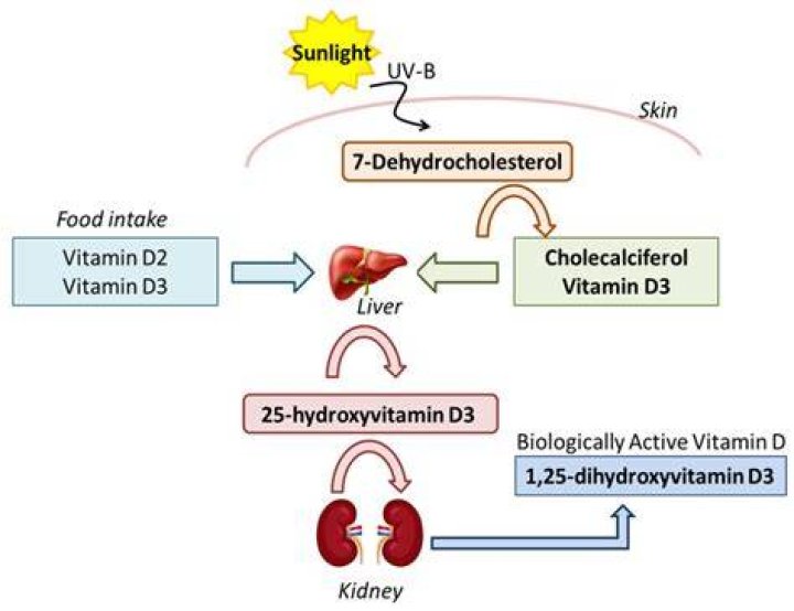 Is vitamin D stored in the liver?