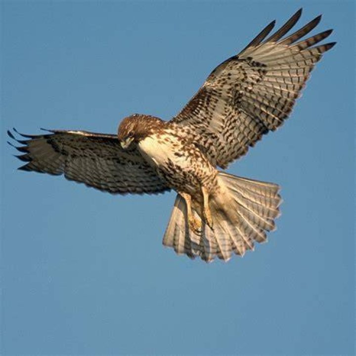 Is wandle a hawk?