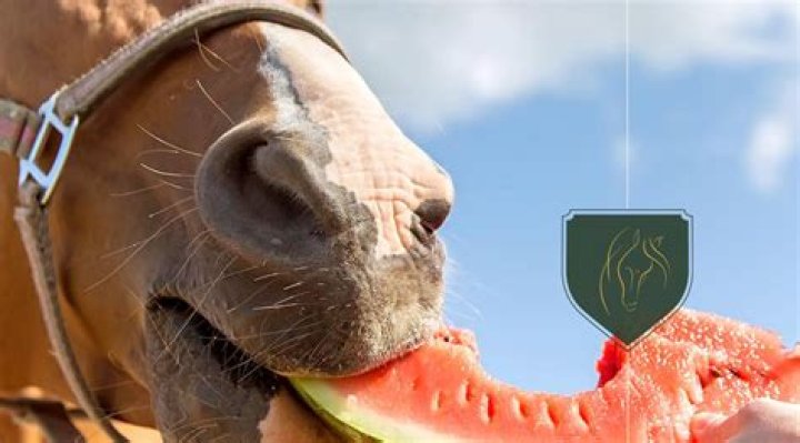 Is watermelon OK for horses?