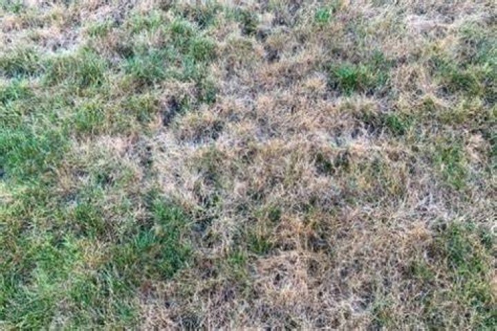 Is yellow grass dead?