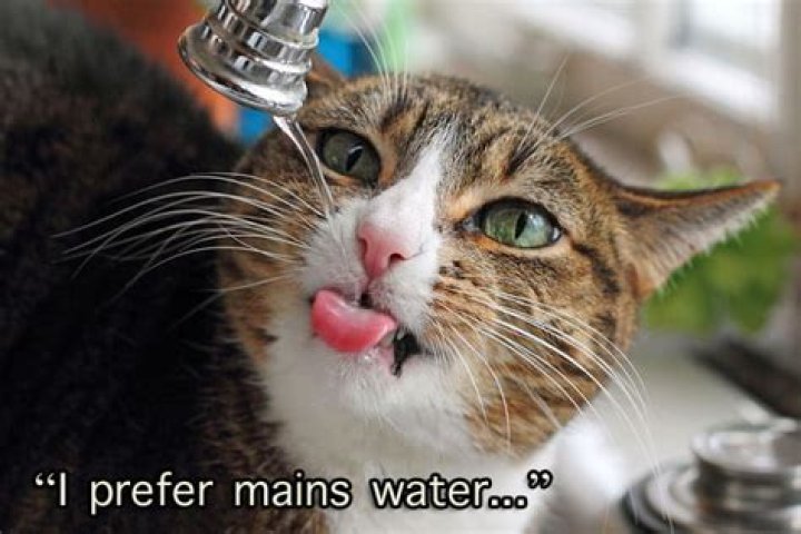 Should cats drink softened water?