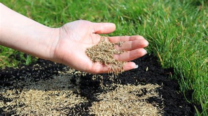 Should grass seed be buried?