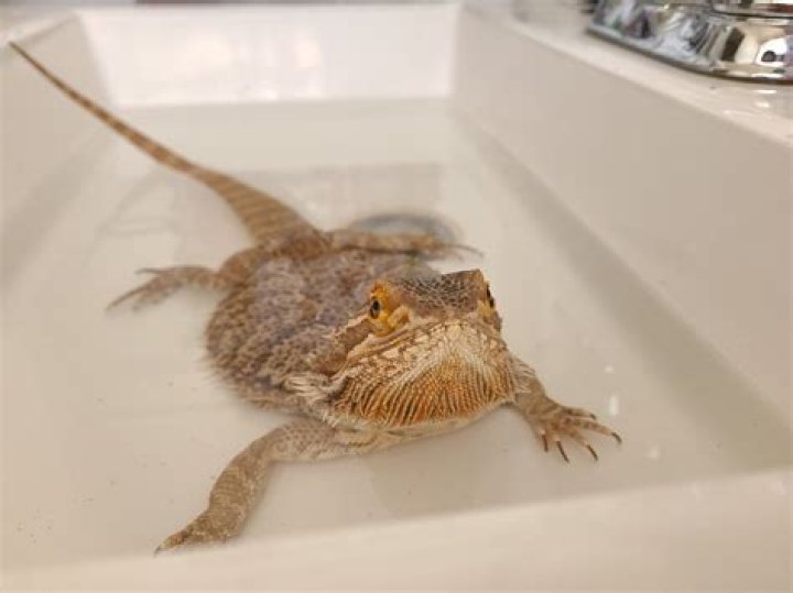 Should I bathe my snake?