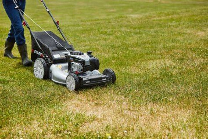 Should I cut my grass before spraying for bugs?