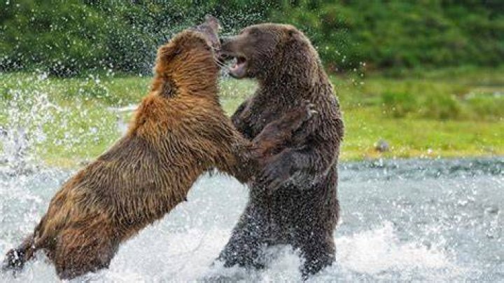 Should I fight a bear?