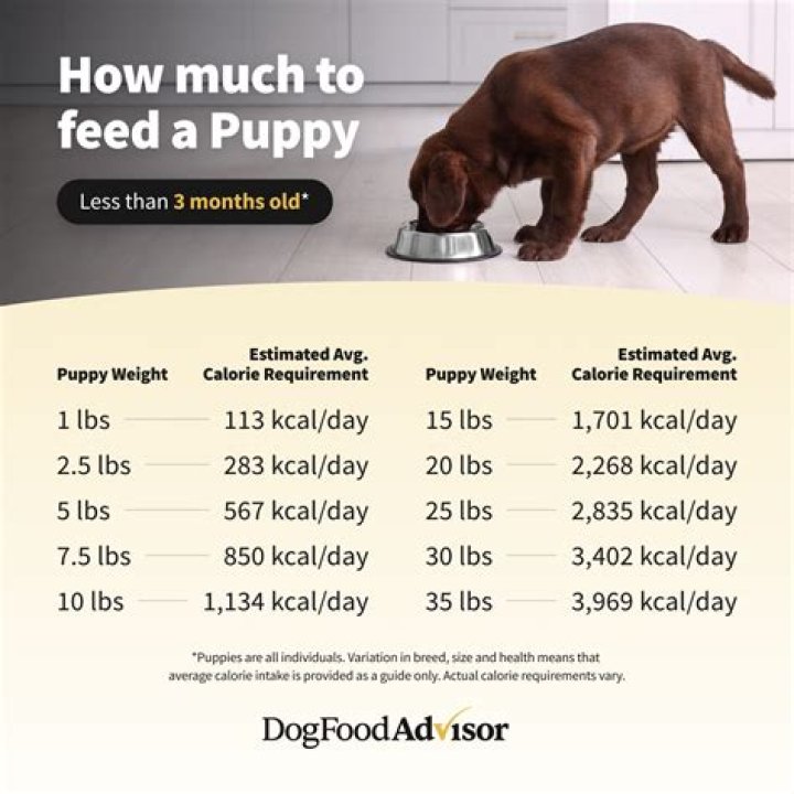 Should I free feed my puppy?