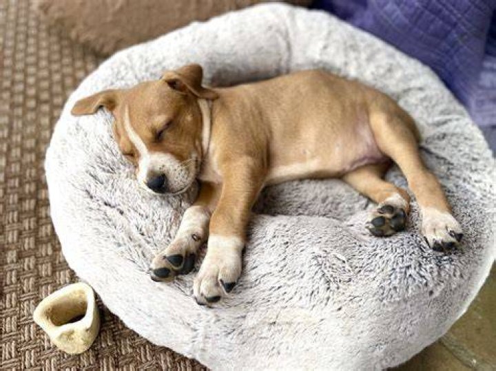 Should I let my puppy sleep in bed with me?