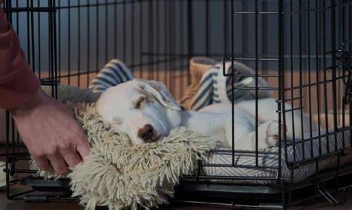 Should I put water in puppy crate at night?