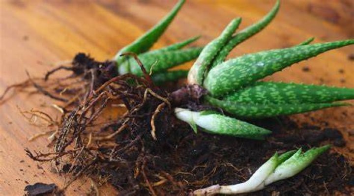 Should I remove aloe vera pups?