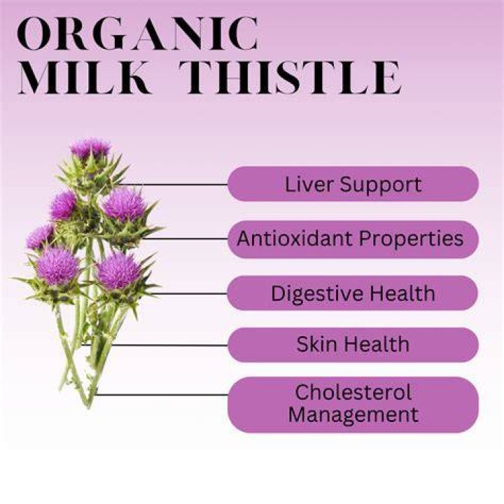 Should I take milk thistle in the morning or night?