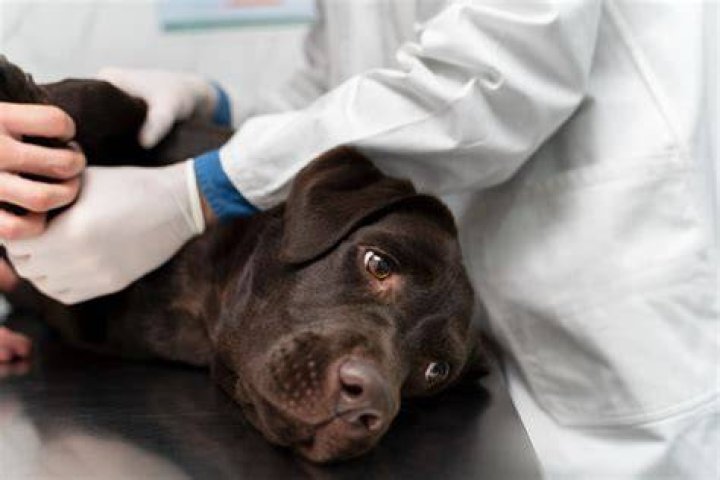 Should I watch my pet get euthanized?