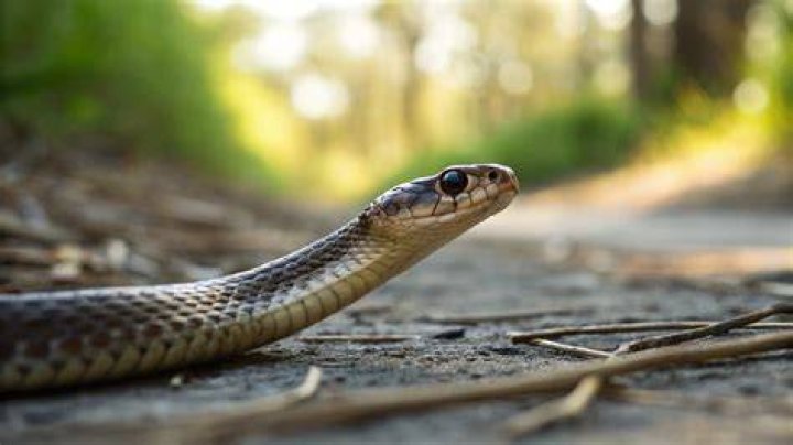 Should you elevate a snake bite?