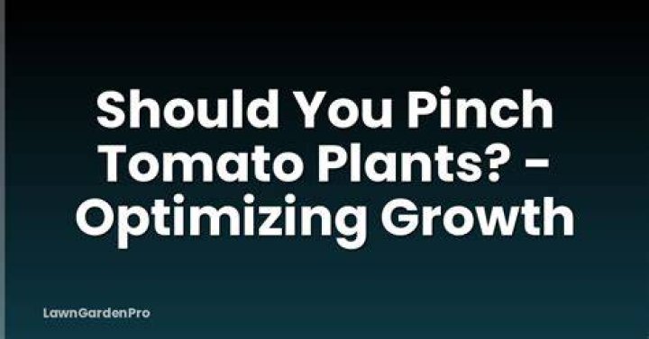 Should you pinch tomato plants?