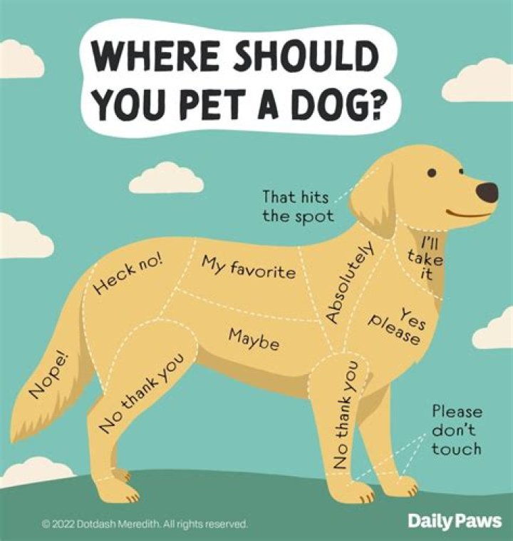Should you play with your puppy on the floor?