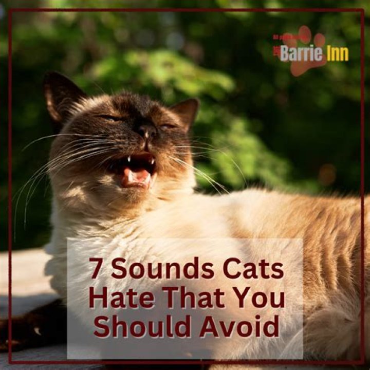 Should you shower cats?