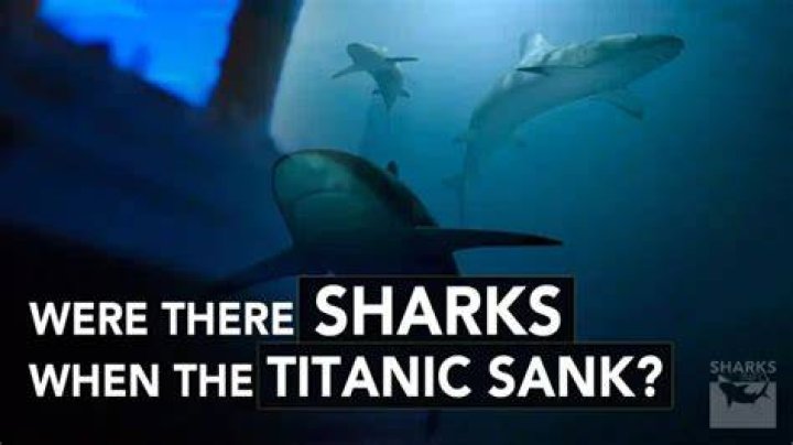 Were there sharks when the Titanic sank?