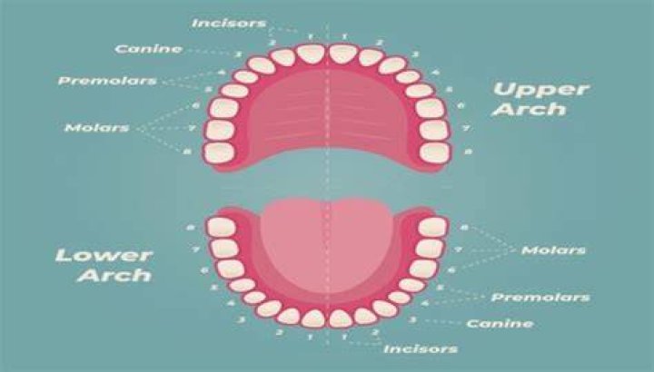 What's the biggest tooth in your mouth?
