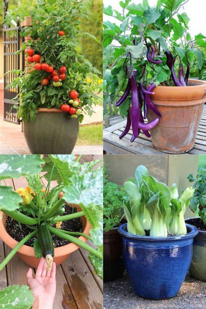 What's the easiest vegetable to grow?