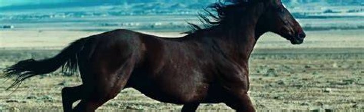 What animal are horses afraid of?