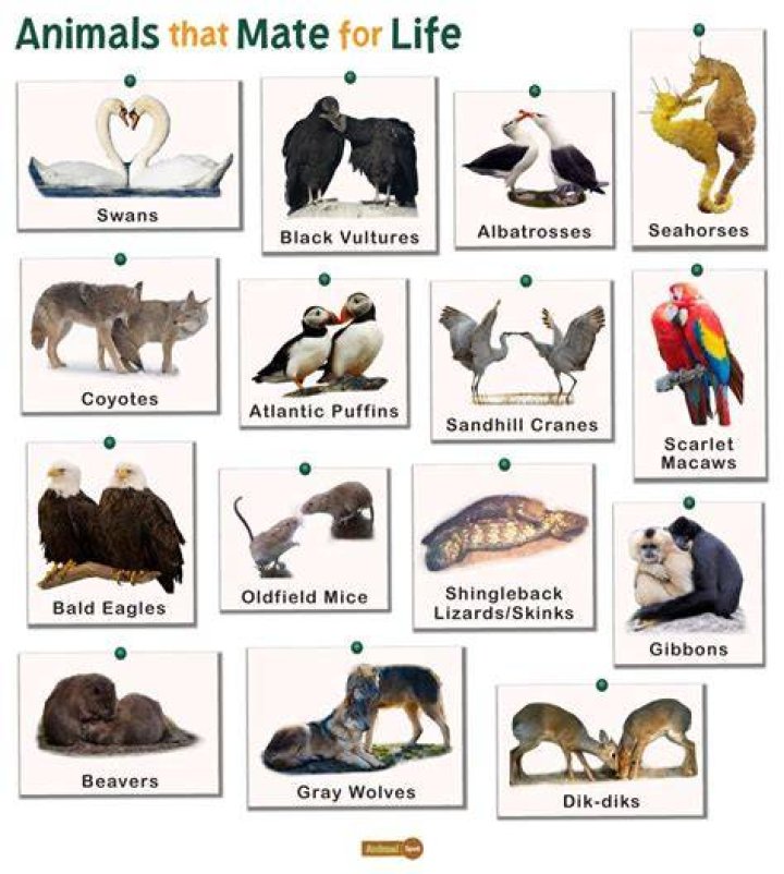 What animal can mate with a cat?