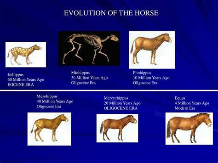 What animal did horses evolve from?