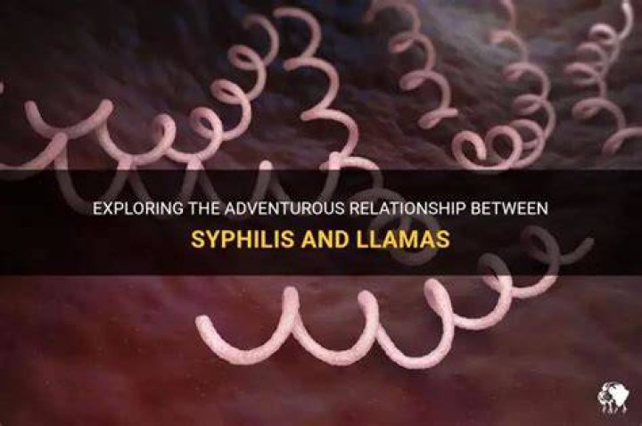 What animal did syphilis come from?