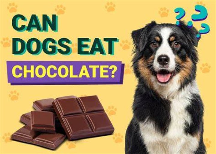What animal dies from eating chocolate?