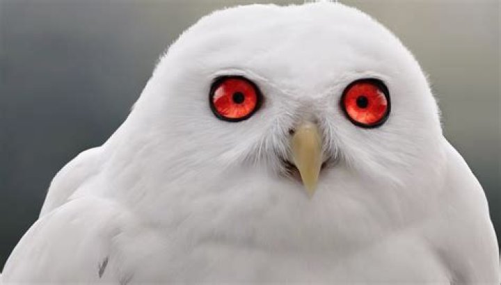 What animal has red eyes?