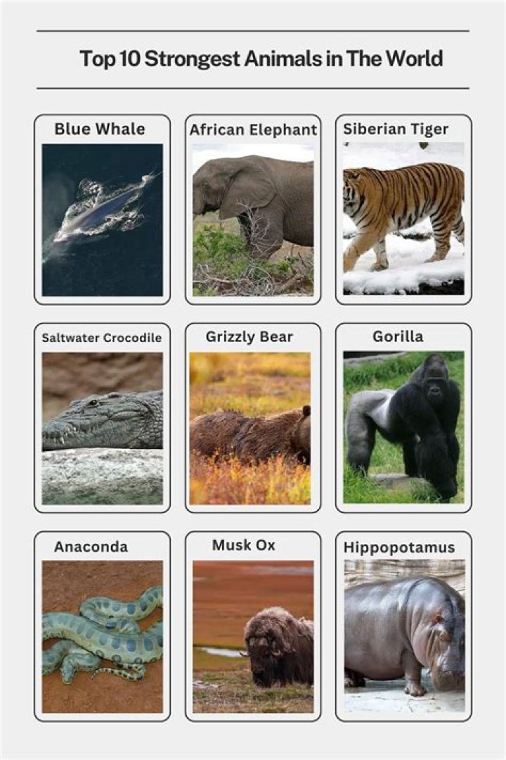 What animal has the most powerful brain?