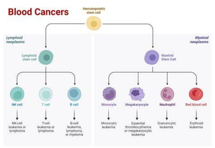 What are rare blood cancers?