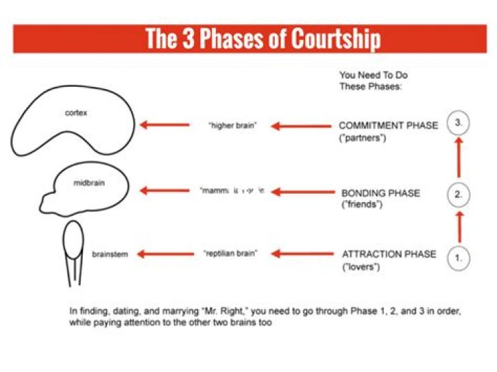 What are the 4 stages of courtship?