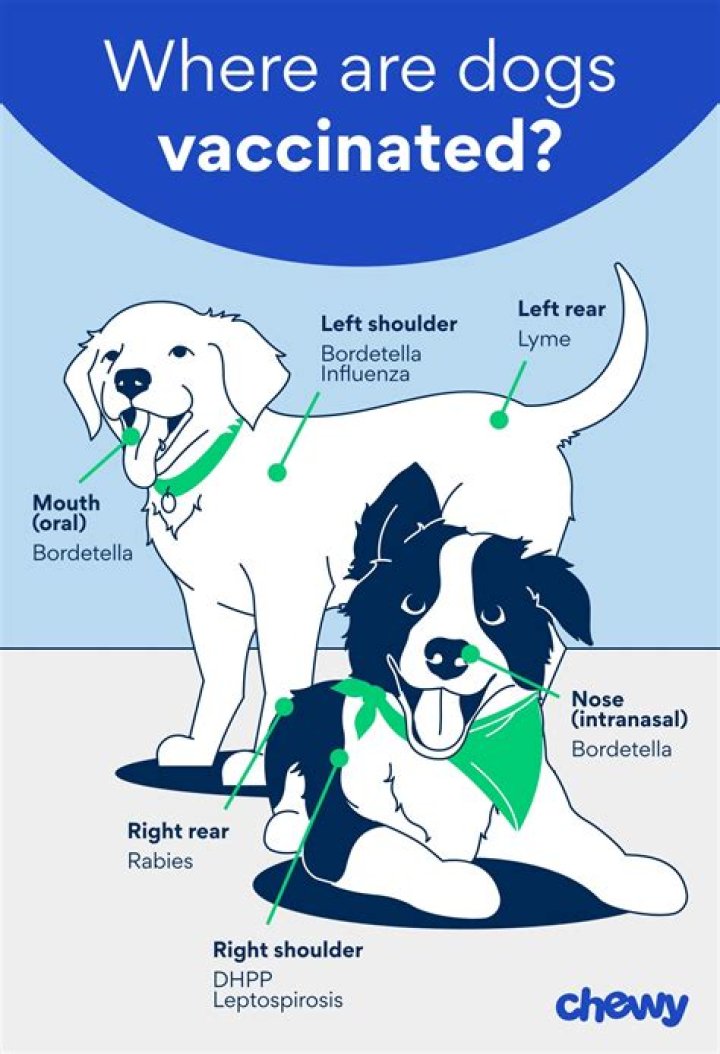 What are the chances of a dog getting lepto?