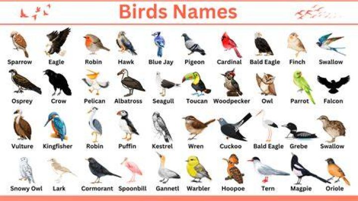 What are the names of the birds in Bolt?