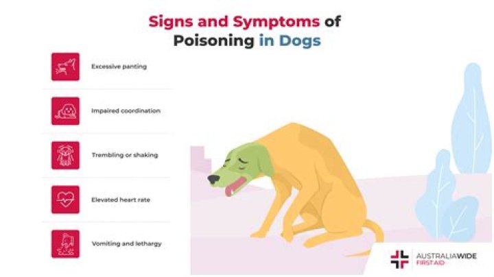 What are the signs of poisoning in a dog?