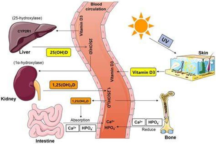 What blocks the absorption of magnesium?